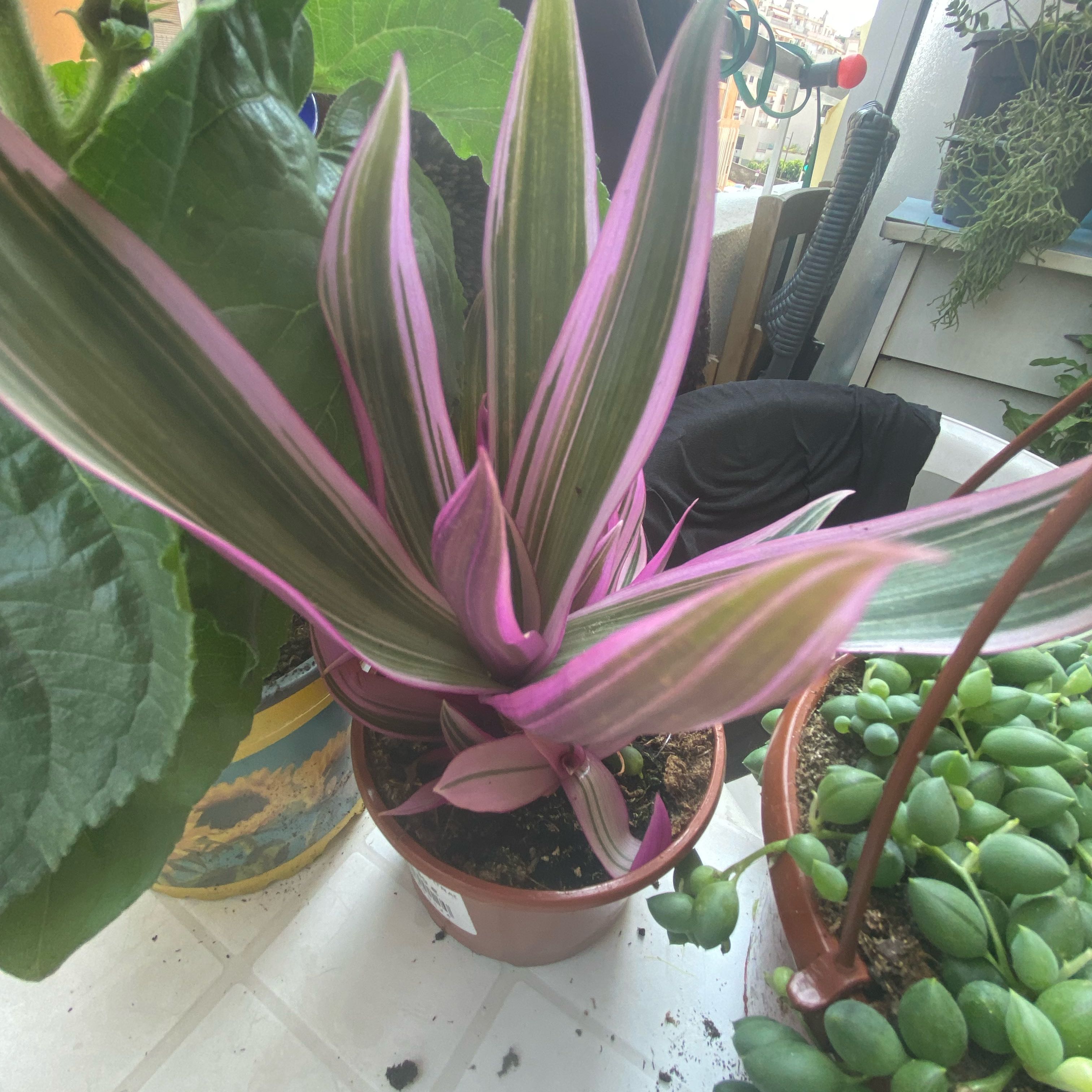 Photo of the plant species Pasaporte by @AcademicBetel57 named Daphne on Greg, the plant care app
