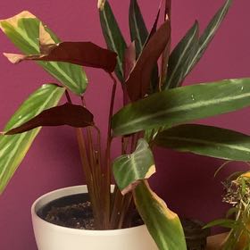 Photo of the plant species Stromanthe sanguinea 'Stripestar' by @SteamyPinoak20 named Survivor 🪇 on Greg, the plant care app