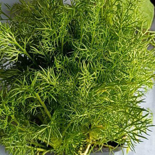 Photo of the plant species Dill by @ProMaypop60 named Ulysses S Plant on Greg, the plant care app