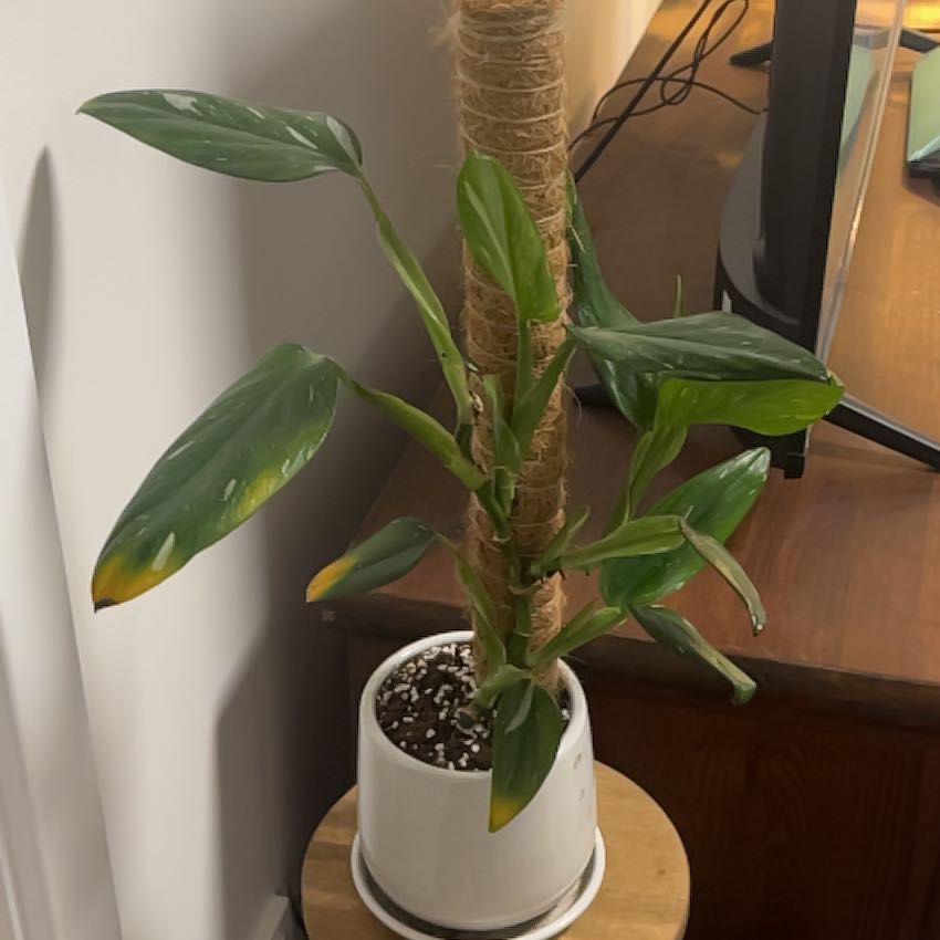 Photo of the plant species Five Holes Plant by @SisterDogviolet named Dolores on Greg, the plant care app