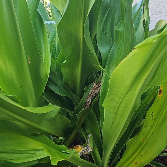 Photo of the plant species Poisonbulb by @ScholarlyKaramu named da Vinci on Greg, the plant care app