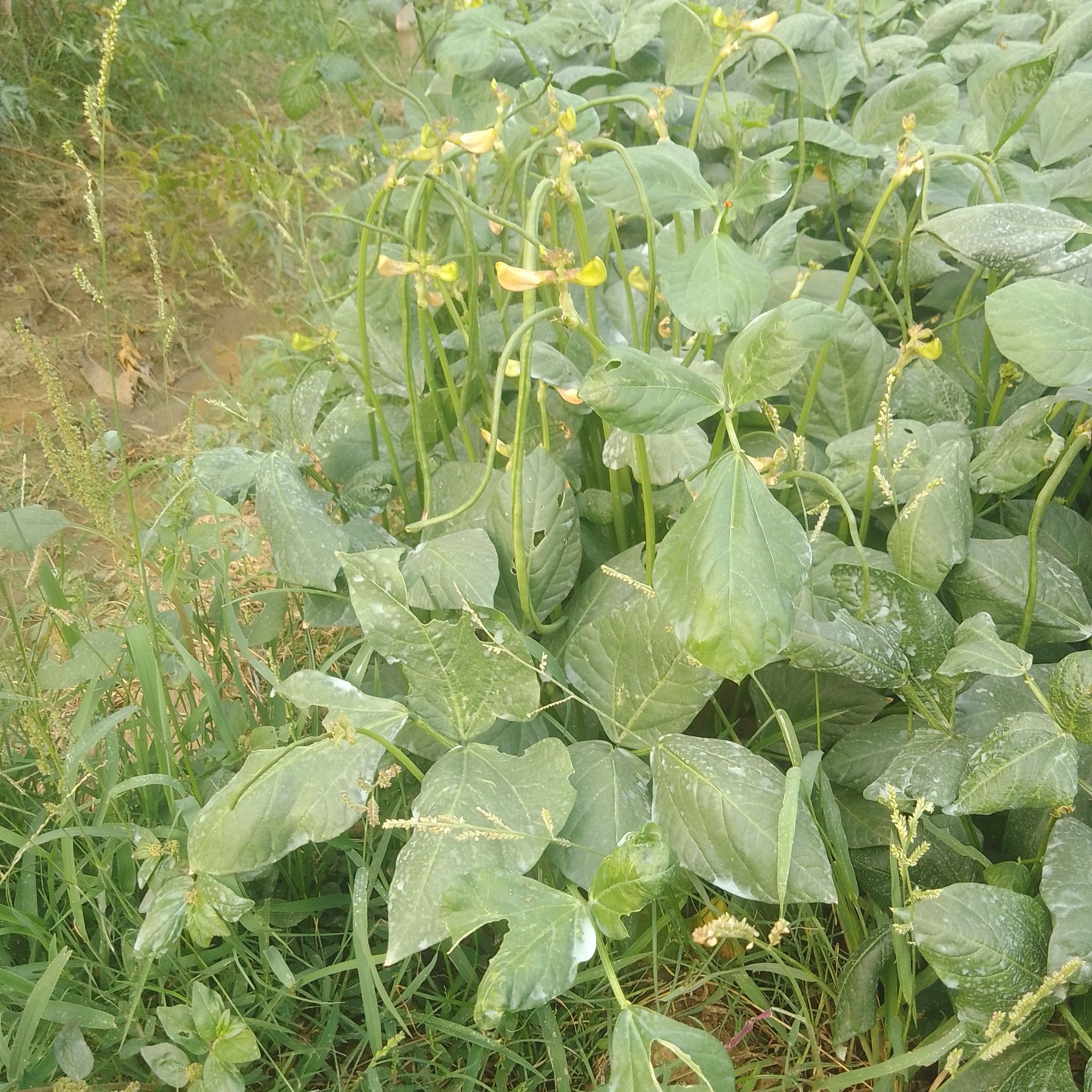 Photo of the plant species Kudzu by @DynamoAlula9 named Elina on Greg, the plant care app