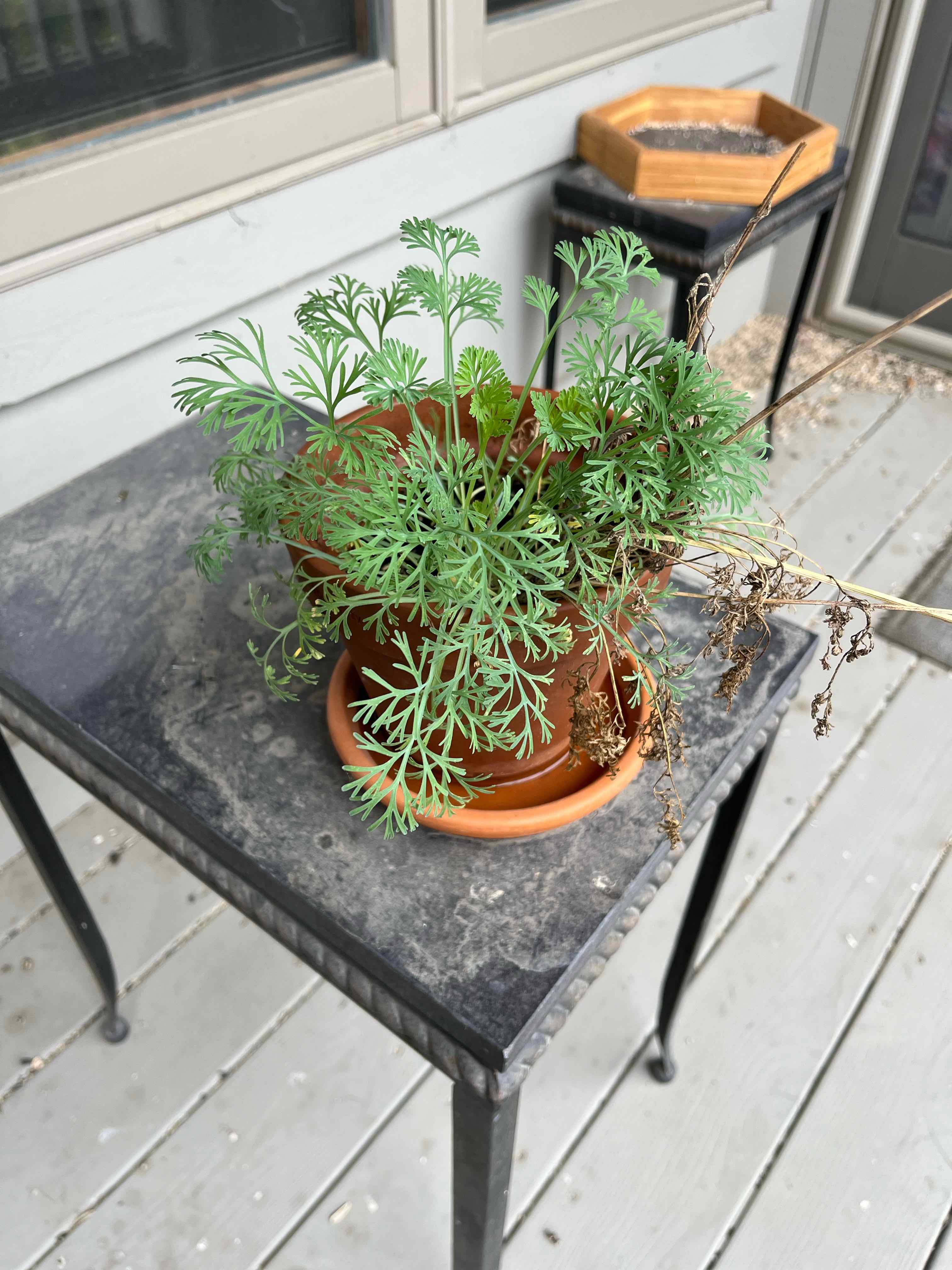 Potted California Poppy plant with finely divided leaves on a table.