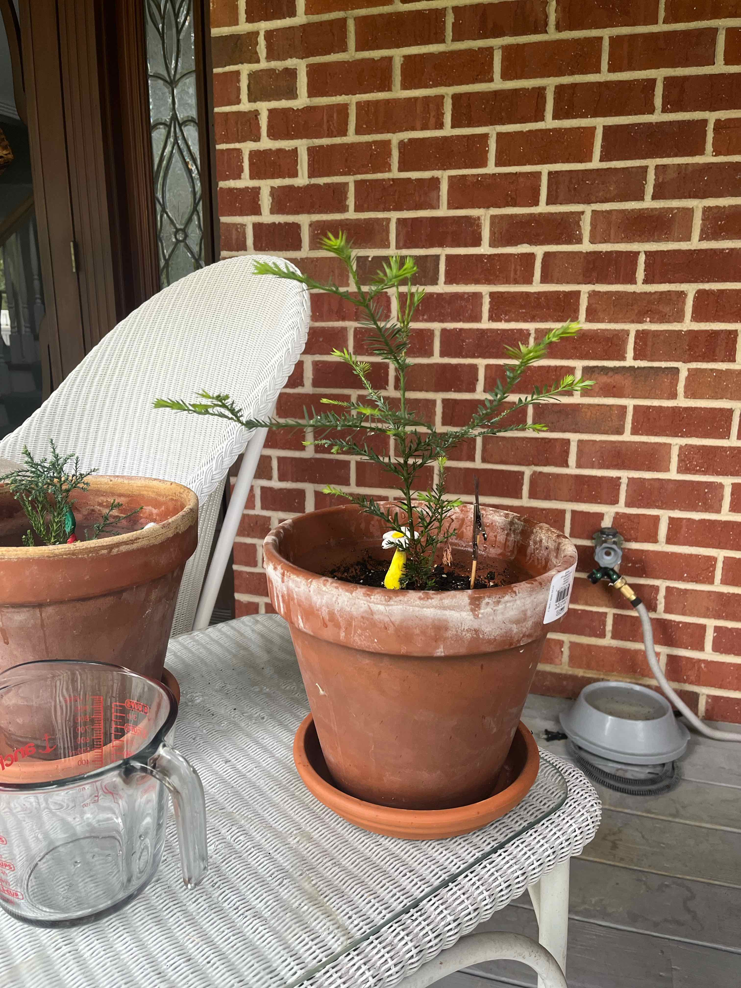 Young potted Redwood plant on a patio table with visible soil and green leaves.