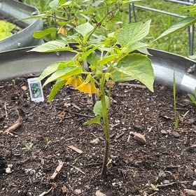 Photo of the plant species Tomatillo 'Super Verde' by @FitJuniper21 named Tree Diddy on Greg, the plant care app