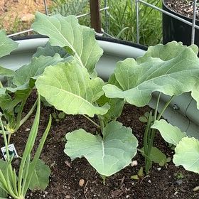 Photo of the plant species Kohlrabi by @FitJuniper21 named Bella on Greg, the plant care app