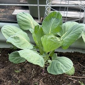 Photo of the plant species Brussel Sprout by @FitJuniper21 named Figyonce on Greg, the plant care app