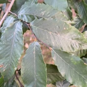 Photo of the plant species American Beech by @SeamlessMahoe19 named Willow on Greg, the plant care app