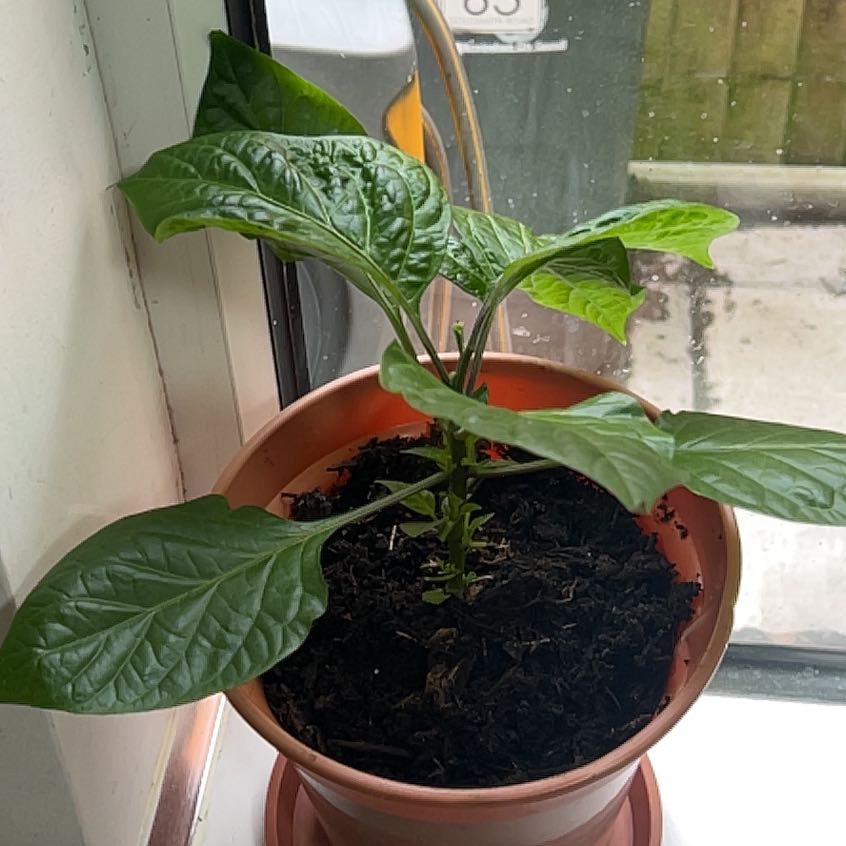 Photo of the plant species Naga Chili by @GladIvy81 named Mum's Morich on Greg, the plant care app