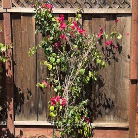 Photo of the plant species Barbara Karst Bougainvillea by @BriskKalanchoe named Sonora on Greg, the plant care app