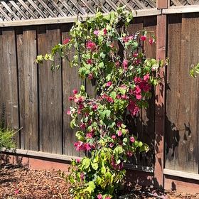 Photo of the plant species Barbara Karst Bougainvillea by @BriskKalanchoe named Figyonce on Greg, the plant care app