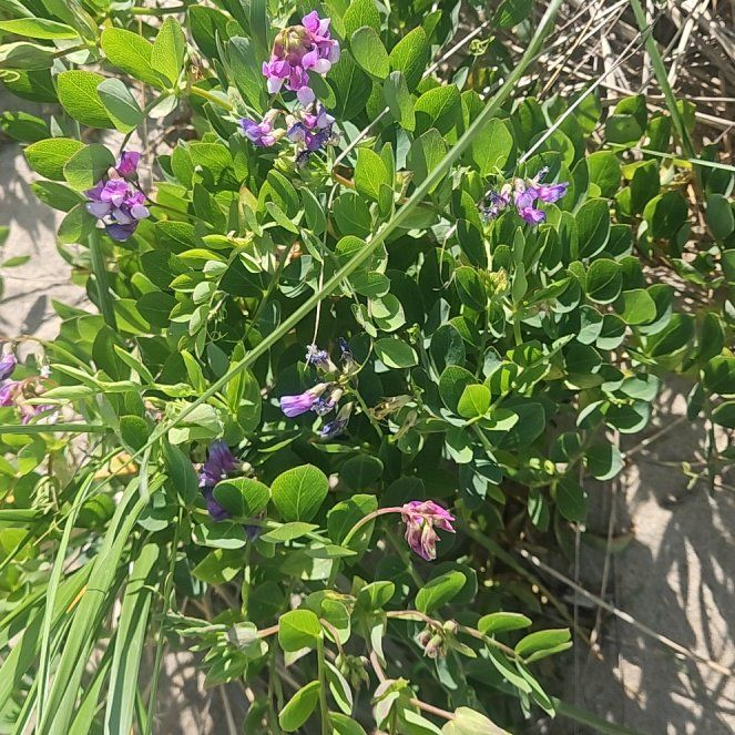Photo of the plant species Beach Pea by @RoundRiberry named Michelle Branch on Greg, the plant care app