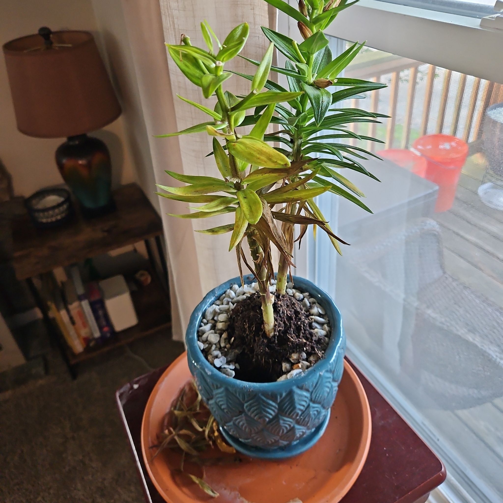 Photo of the plant species Lily by @RoundRiberry named Wall-E on Greg, the plant care app