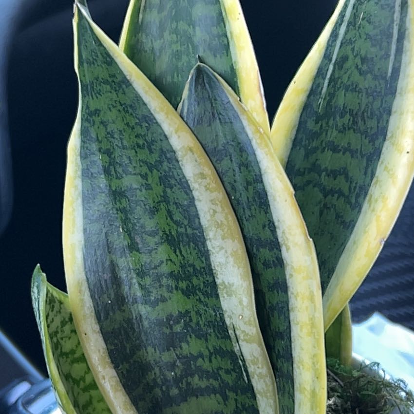 Photo of the plant species Sansevieria 'Superba' by @BreezyPuriri17 named Sansy on Greg, the plant care app