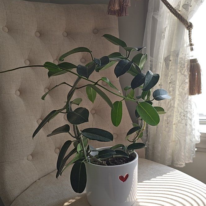 Photo of the plant species Variegated Madagascar Jasmine by @YesPinetree82 named Xena on Greg, the plant care app