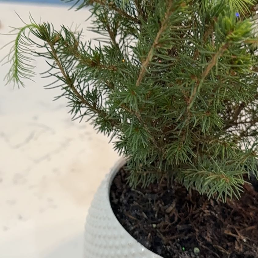 Photo of the plant species European Larch by @AstuteBorage71 named Sol on Greg, the plant care app