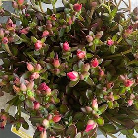Photo of the plant species Porlulance Oleracea by @CosmicWasabi97 named Winston on Greg, the plant care app
