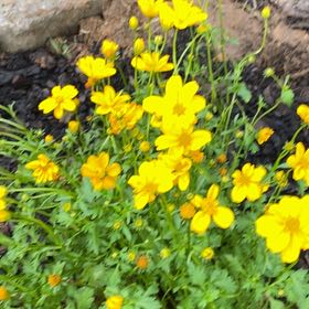 Photo of the plant species Sulphur Cosmos by @NewHenbane44 named Clooney on Greg, the plant care app