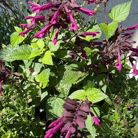 Photo of the plant species Coastal Hedgenettle by @UnerringKale87 named Robert Plant on Greg, the plant care app