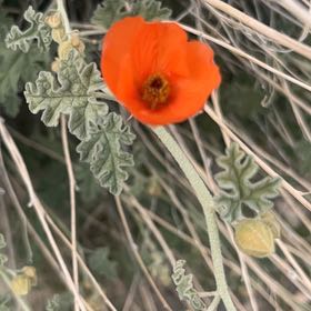 Photo of the plant species Desert Globemallow by @HighFord63 named Denali on Greg, the plant care app