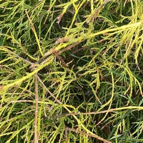 Photo of the plant species Five-Stamen Tamarisk by @RealAdelinia33 named Khaleesi on Greg, the plant care app
