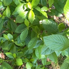 Photo of the plant species Coastal Sweet Pepperbush by @RealAdelinia33 named Tupot amaroot on Greg, the plant care app