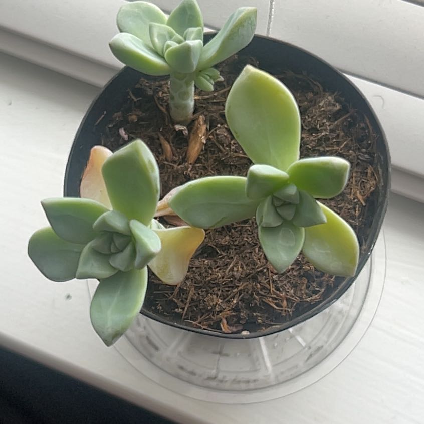 Photo of the plant species Graptosedum 'Ghosty' by @HeadCowpea44 named Marley on Greg, the plant care app