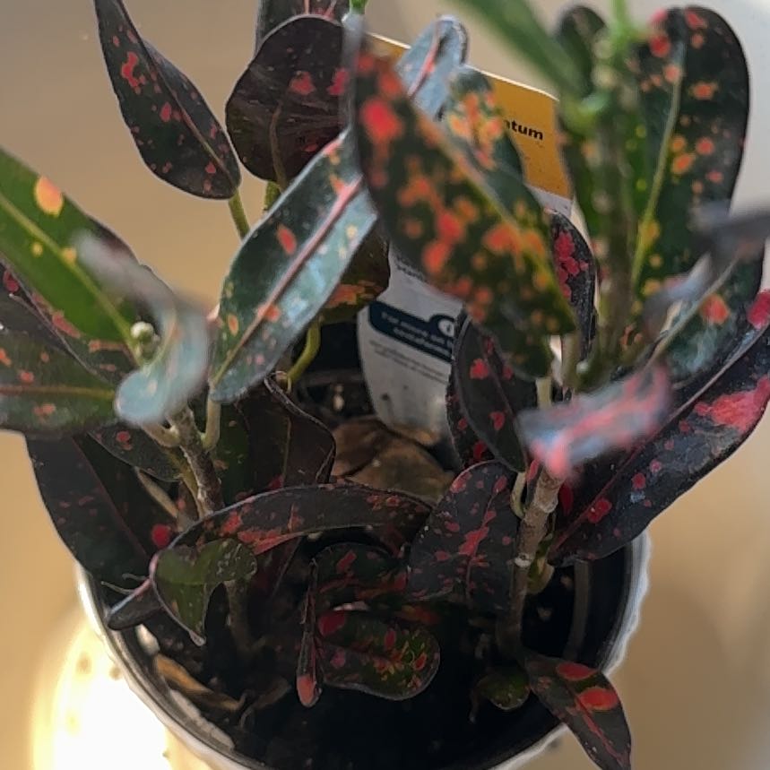 Photo of the plant species Bush on Fire Croton by @BuffGrapeivy67 named Scarlett on Greg, the plant care app