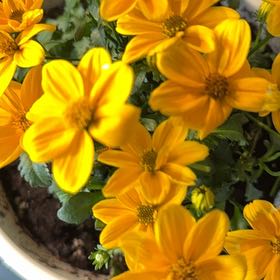Photo of the plant species Golden-Knee by @BuffGrapeivy67 named Bella on Greg, the plant care app