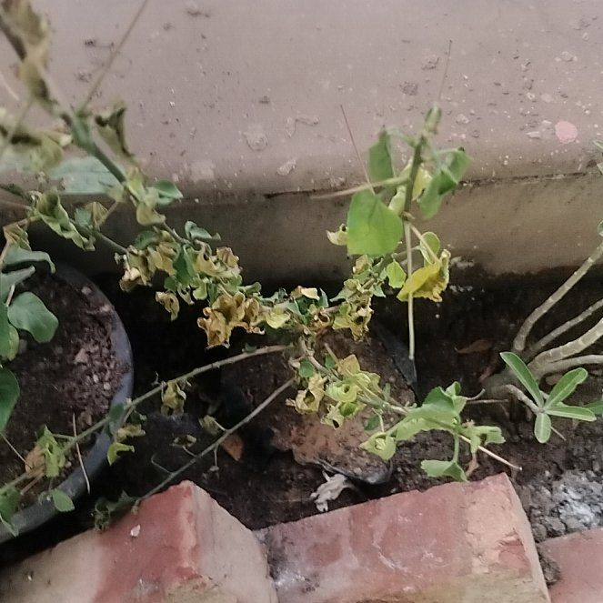 Photo of the plant species White Hibiscus by @SocialMilkmaids named No 20 on Greg, the plant care app