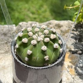 Photo of the plant species Echinopsis subdenudatum 'Dominos' by @IdealSapote85 named Anne on Greg, the plant care app