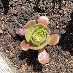 Photo of the plant species Green Duncecap by @LargeLippia43 named Mochi on Greg, the plant care app