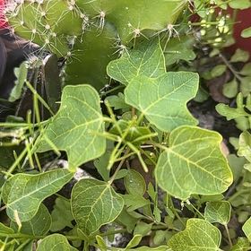 Photo of the plant species Fringed Passionflower by @SirBacchus28 named Daphne on Greg, the plant care app