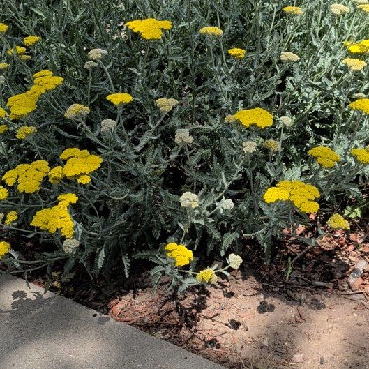Photo of the plant species Fernleaf Yarrow by @YesPeanut74 named Terra on Greg, the plant care app