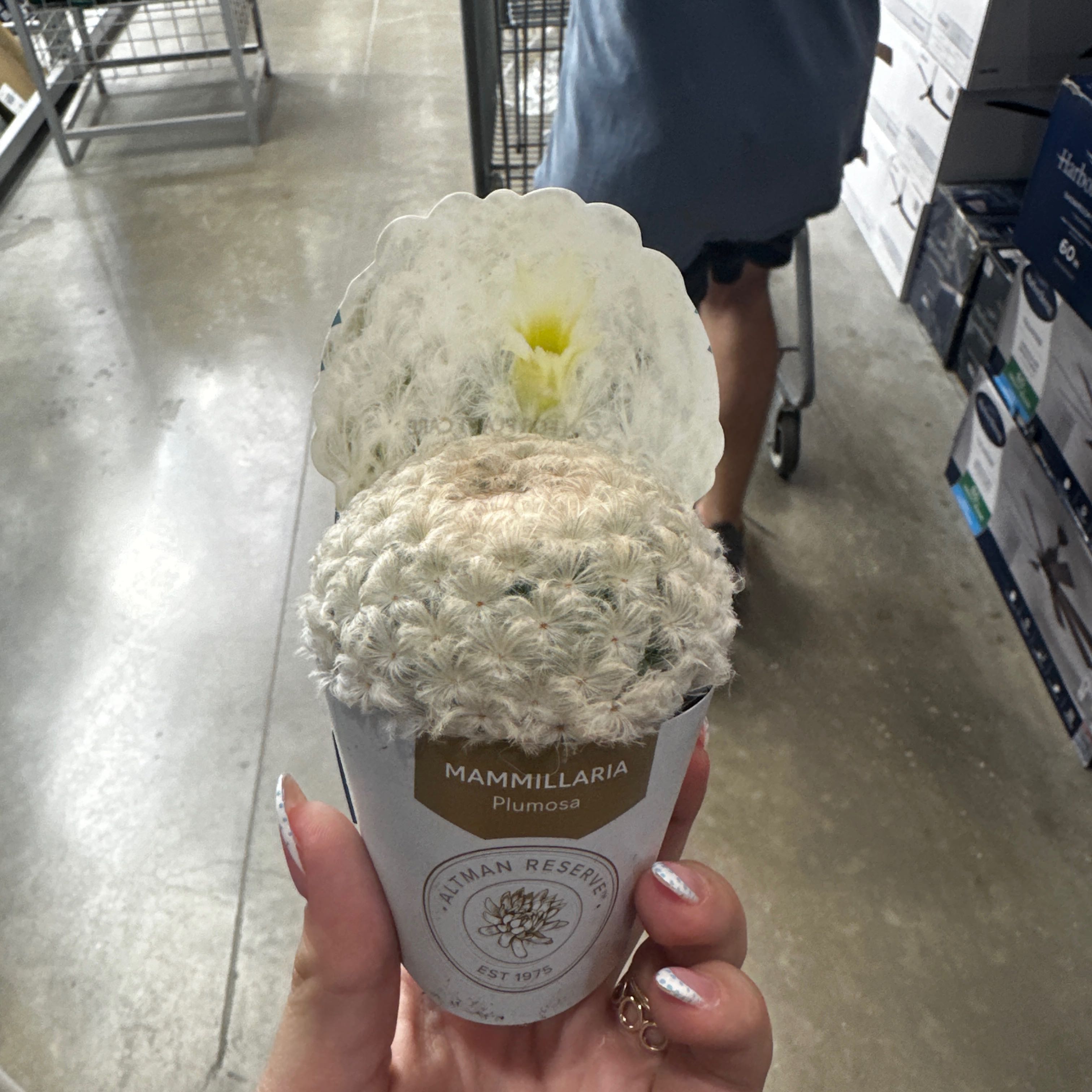 Photo of the plant species feather cactus by @GenialLippia85 named Foxxy on Greg, the plant care app