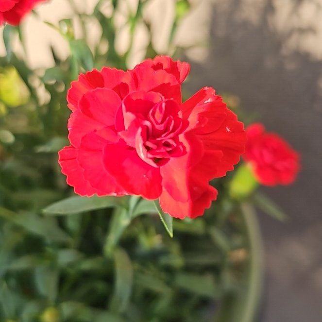 Photo of the plant species Dianthus 'Pink Kisses' by @YesCentaury7 named Super Trooper Velvet Red on Greg, the plant care app