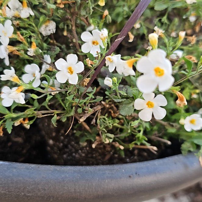 Photo of the plant species Bacopa 'Betty White' by @YesCentaury7 named Sutra Hybrid on Greg, the plant care app