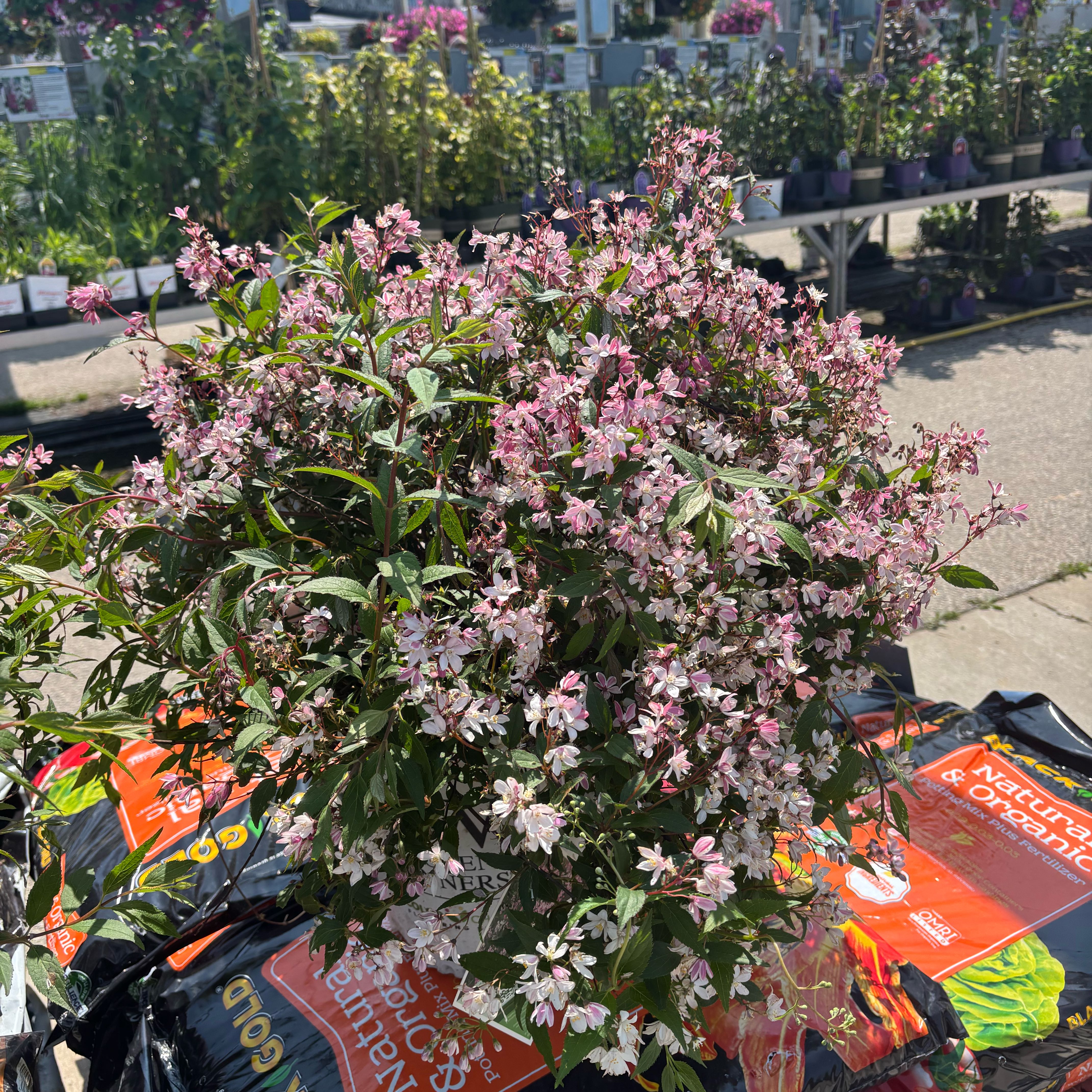 Photo of the plant species Yuki Cherry Blossom Deutzia by @LeadLittlerobin named Willow on Greg, the plant care app