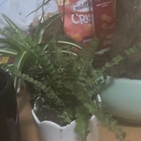 Photo of the plant species Lucky Lemon Fern by @SmartMarigold38 named Elina on Greg, the plant care app