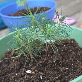 Photo of the plant species rocky mountain pine by @FabCamelina5 named Homer on Greg, the plant care app