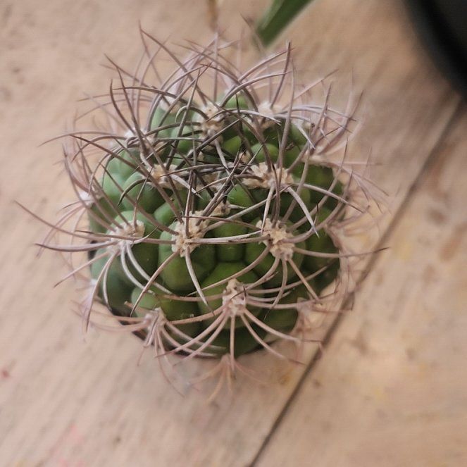 Photo of the plant species Queen of the Night by @NewVelvetash18 named Puffer on Greg, the plant care app