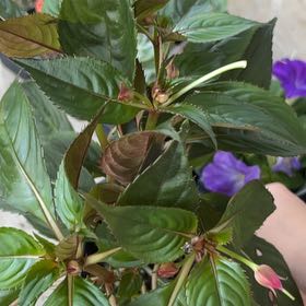 Photo of the plant species SunPatiens by @EpitomePansy84 named Athena on Greg, the plant care app