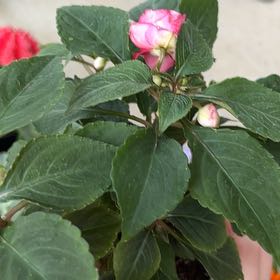 Photo of the plant species Impatiens 'Rockapulco Rose Double' by @EpitomePansy84 named Austen on Greg, the plant care app