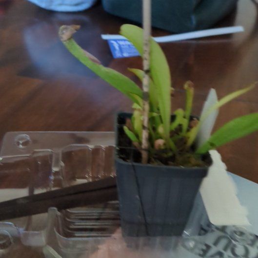 Photo of the plant species Scarlet Belle by @SplendidHoya75 named Austen on Greg, the plant care app