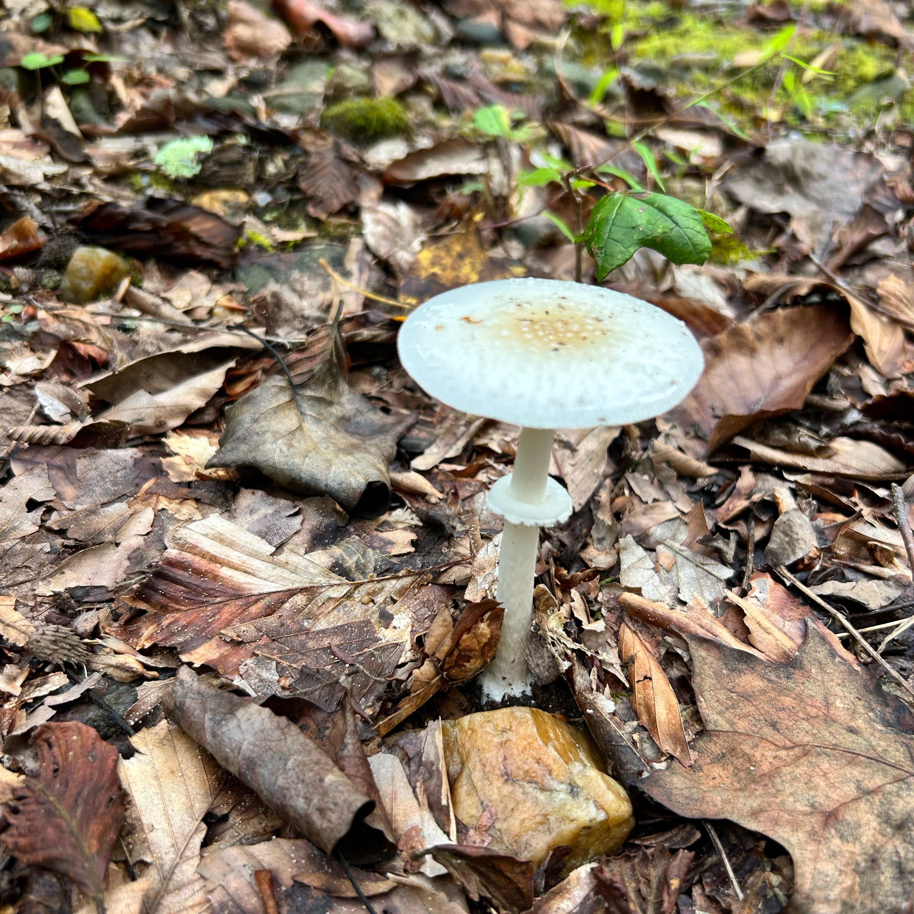 Photo of the plant species Indian Pipe by @WinAlmond5 named Keanu Leaves on Greg, the plant care app