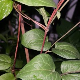 Photo of the plant species Evergreen Clematis by @AceCorrea90 named Mochi on Greg, the plant care app