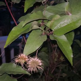 Photo of the plant species Evergreen Clematis by @AceCorrea90 named Fernie Mercury on Greg, the plant care app