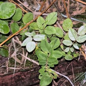 Photo of the plant species Northern Mountain Cranberry by @AceCorrea90 named Beyonce on Greg, the plant care app