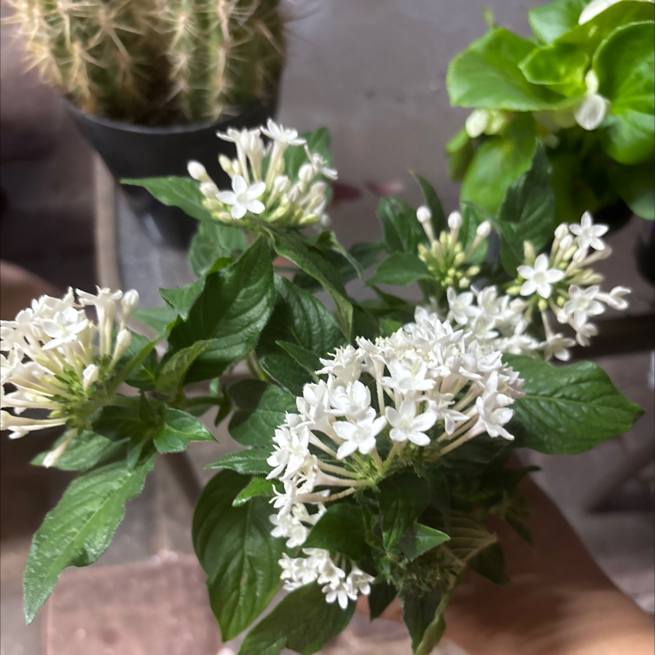 Photo of the plant species Pentas by @YummySuriana63 named Curie on Greg, the plant care app