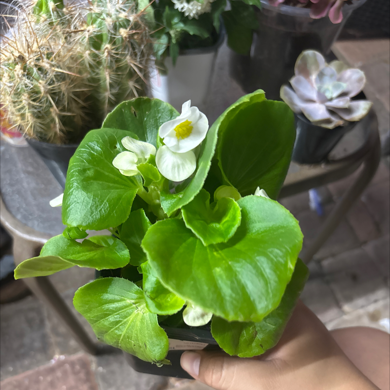 Photo of the plant species Begonia 'Whopper White Green Leaf' by @YummySuriana63 named Osmo on Greg, the plant care app
